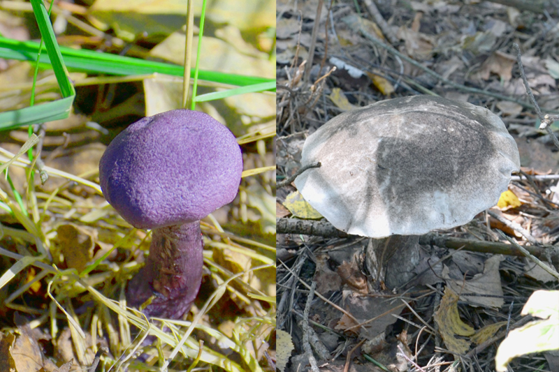 Разноцветные грибы
